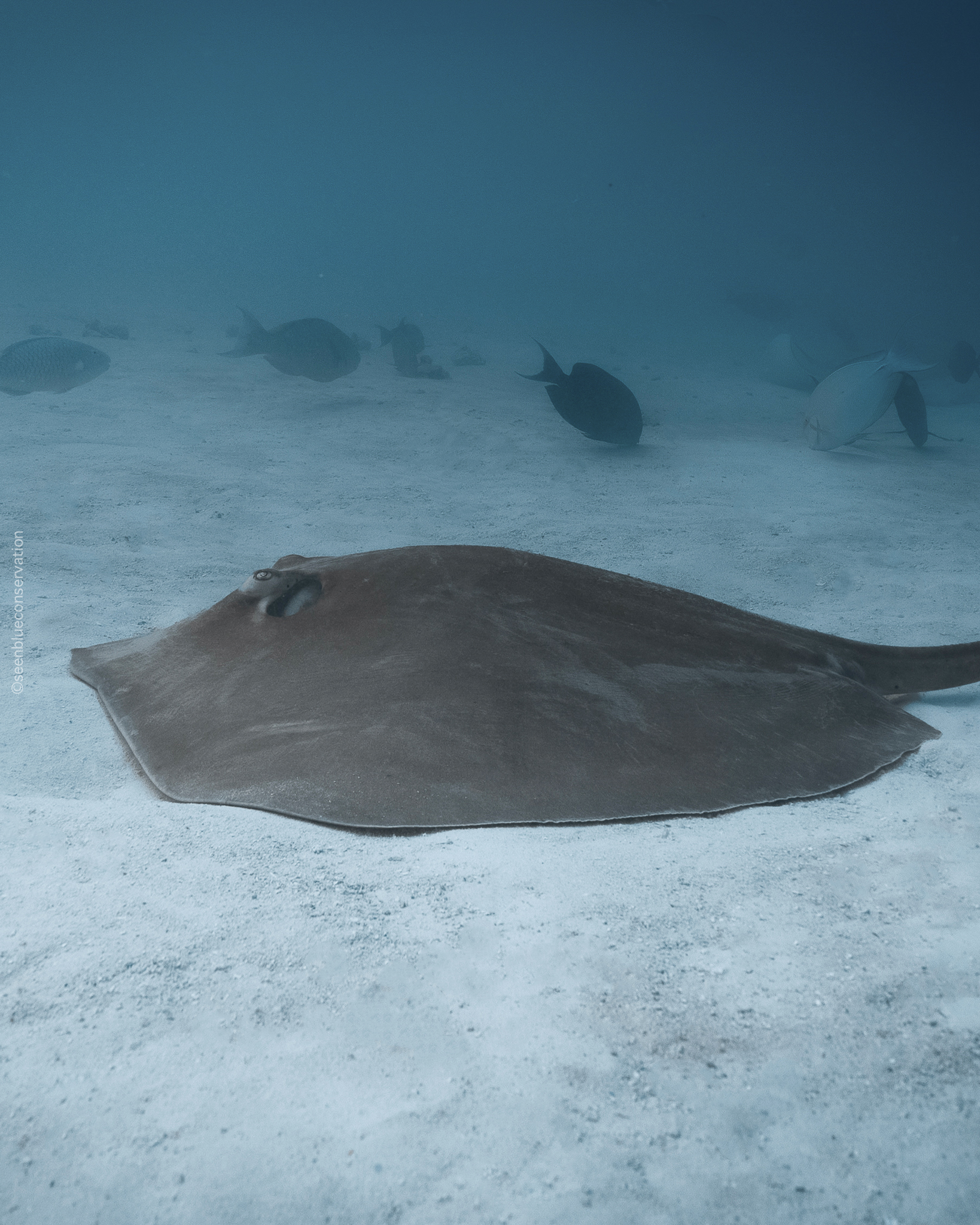 The Hidden Scars Beneath the Waves