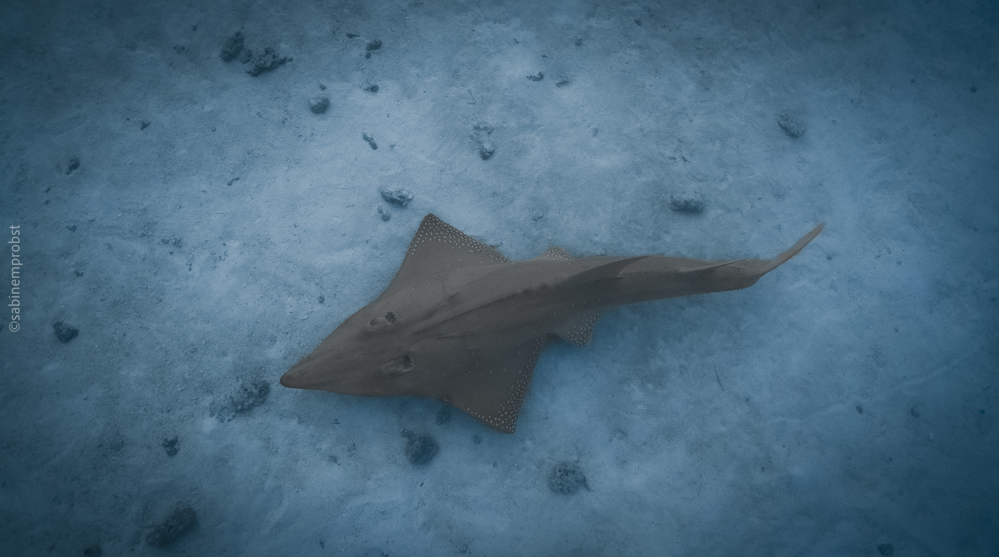 Marine Megafauna Conservation