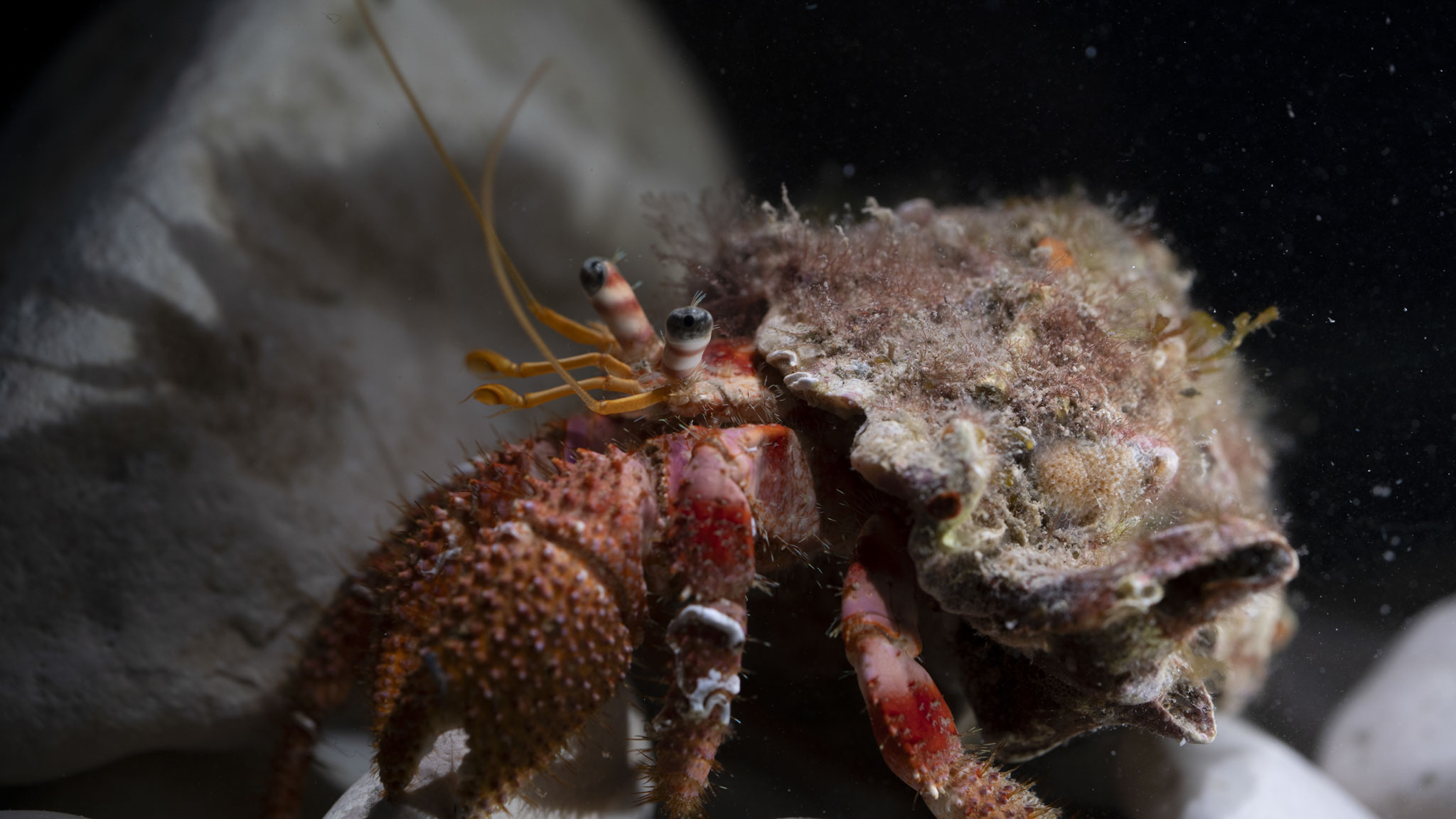 Evolution and Ecology of Life in Mediterranean Gravel Beaches