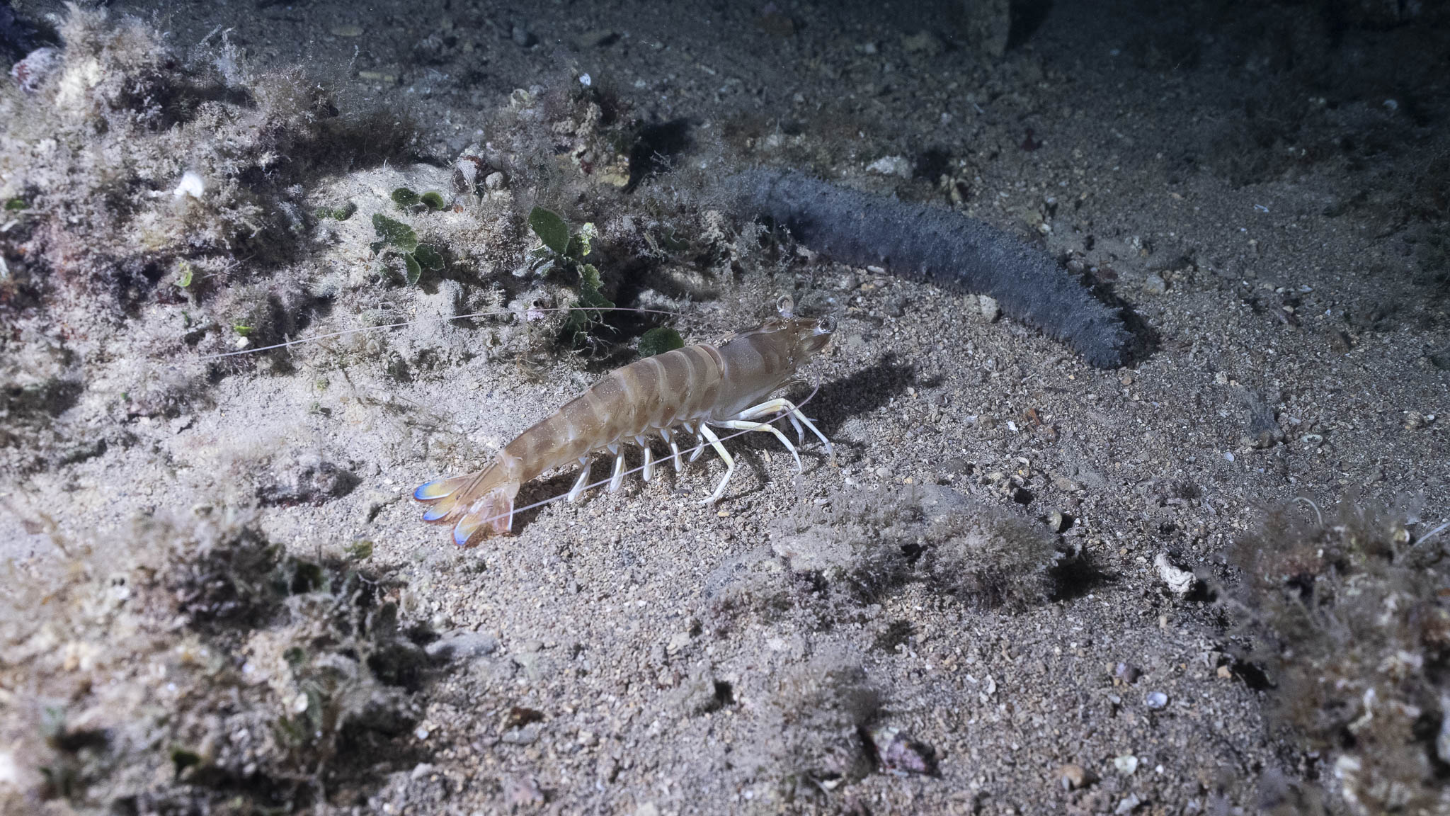 shrimp and sea cucumber on ocean floor at night dive