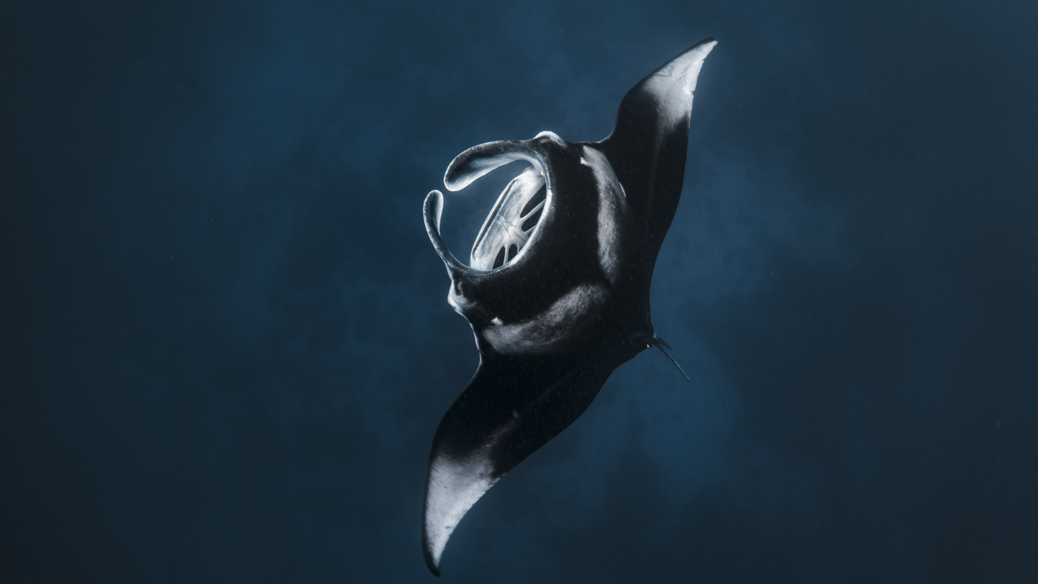 Manta Ray Conservation and Science Communication