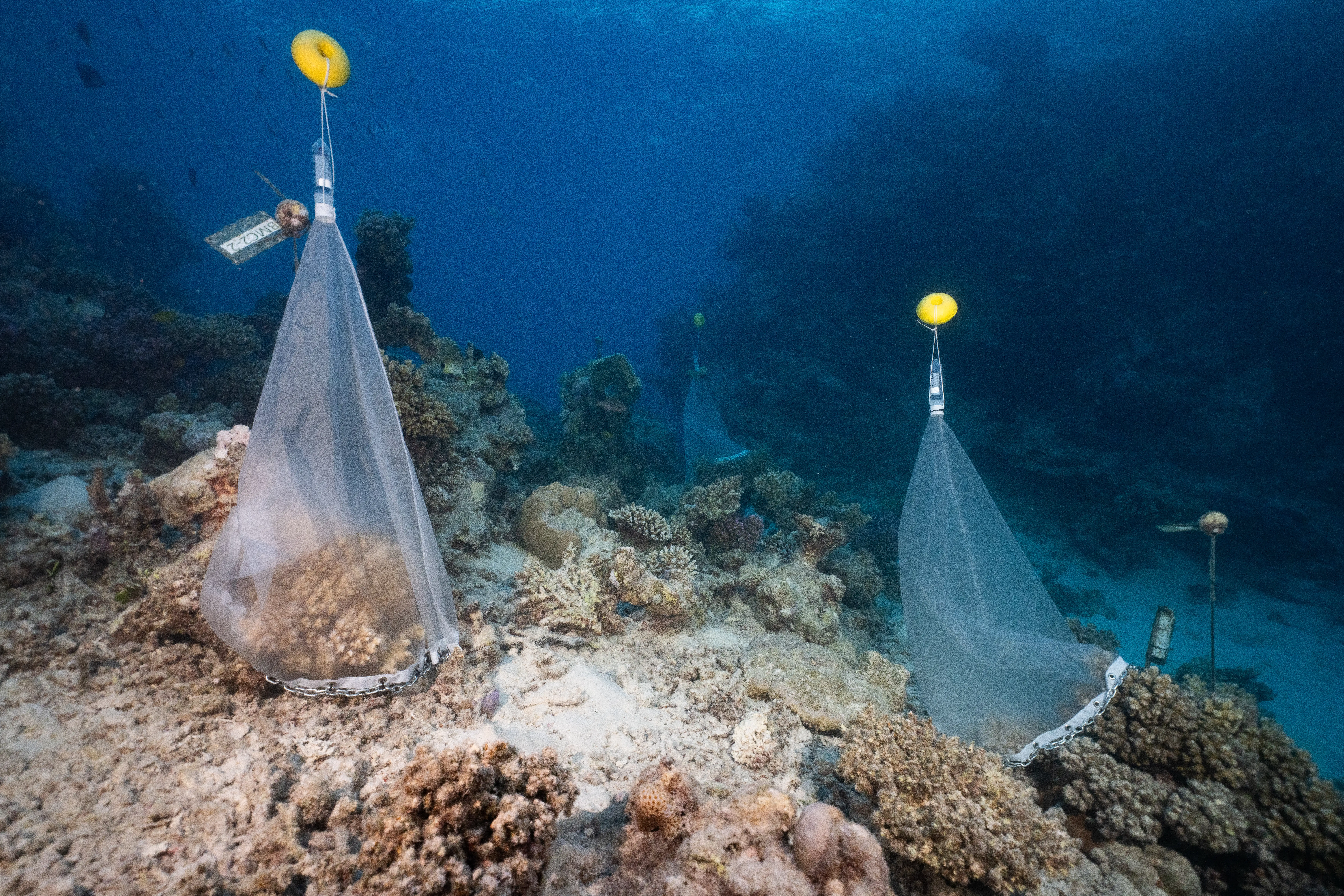 Tiny allies, big hope: Protecting corals one microbe at a time