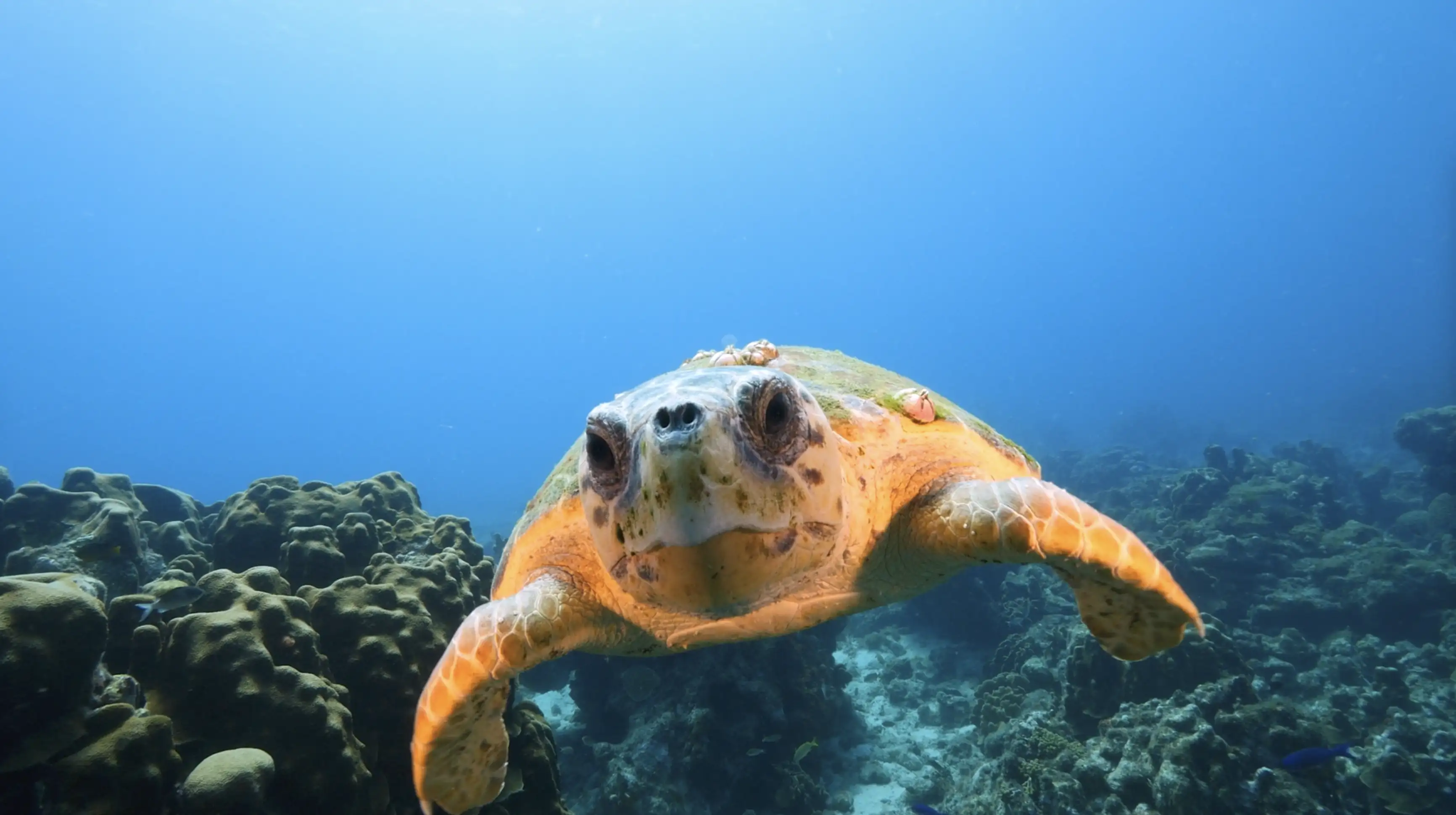 Foraging Ecology and Habitat Use of Sea Turtles