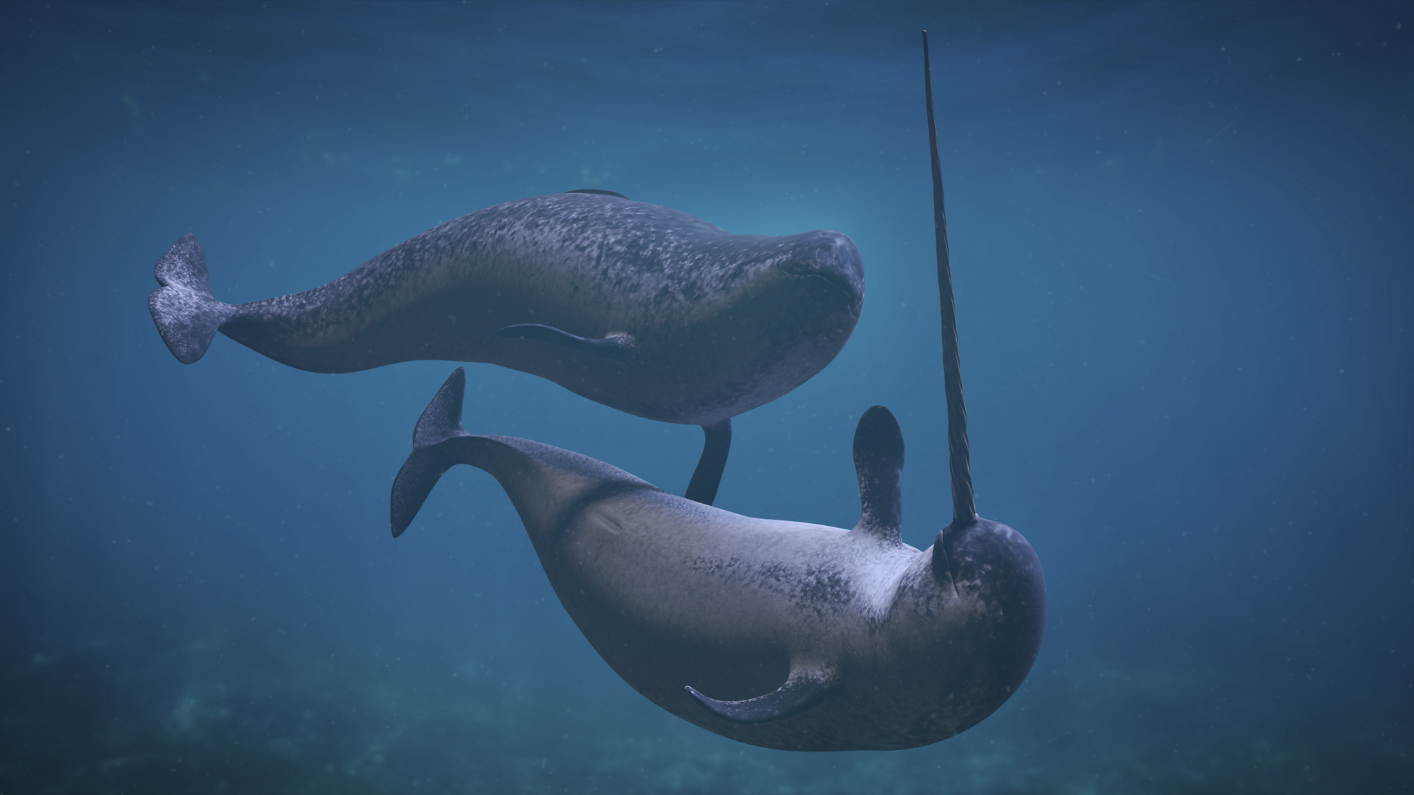 two narwhal underwater