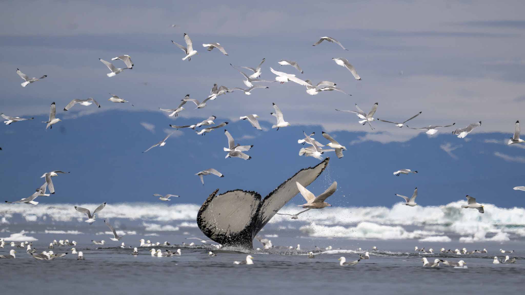 A Long Way North – a Whale Tale