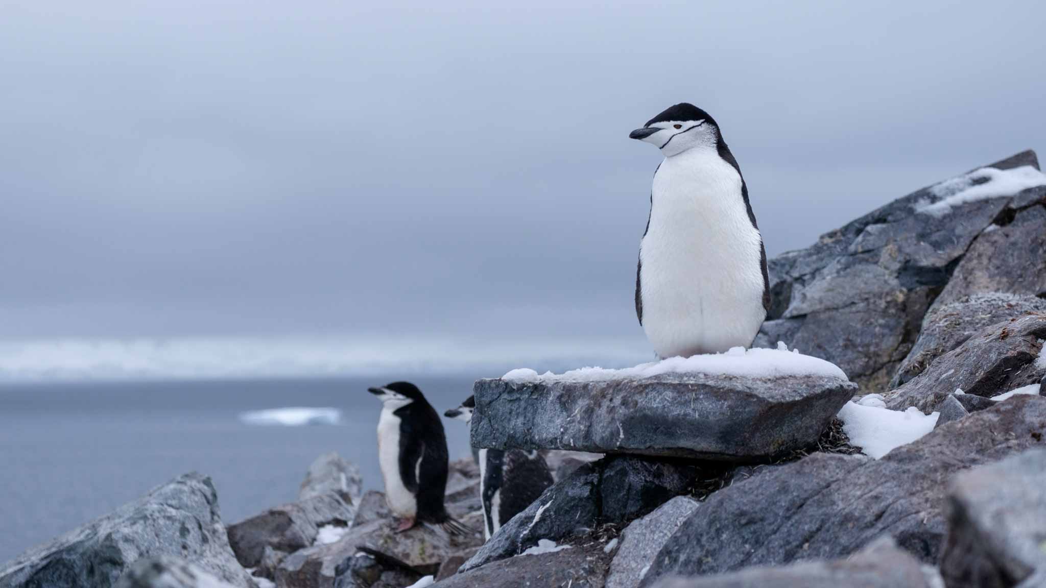 two penguins sitting by the ocean