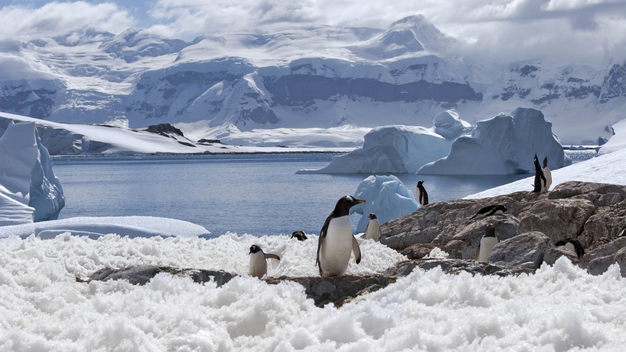 The Effects of Climate Change in Polar Environments