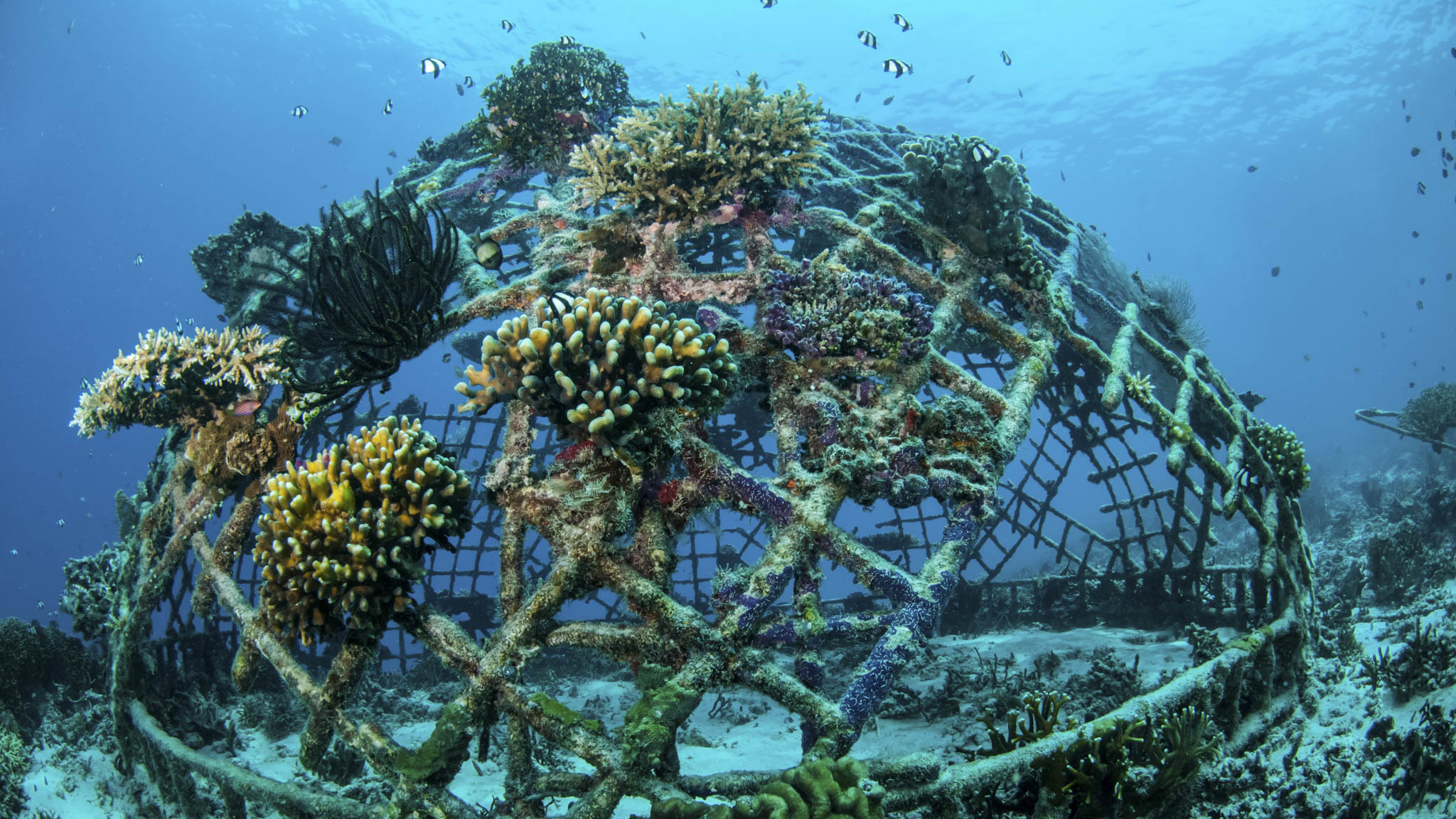 When Creativity Meets Conservation