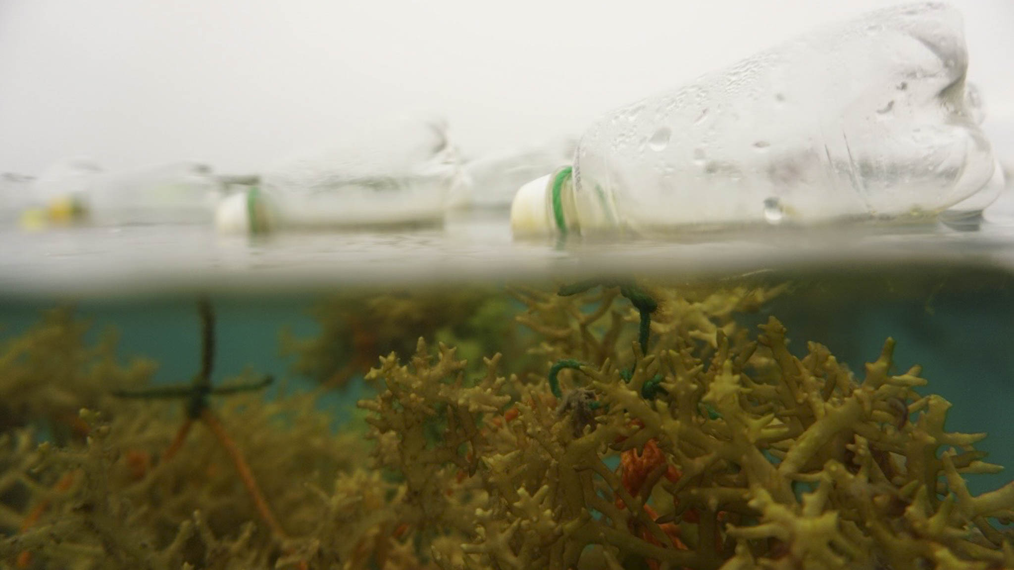 Waves of Sustainable Change