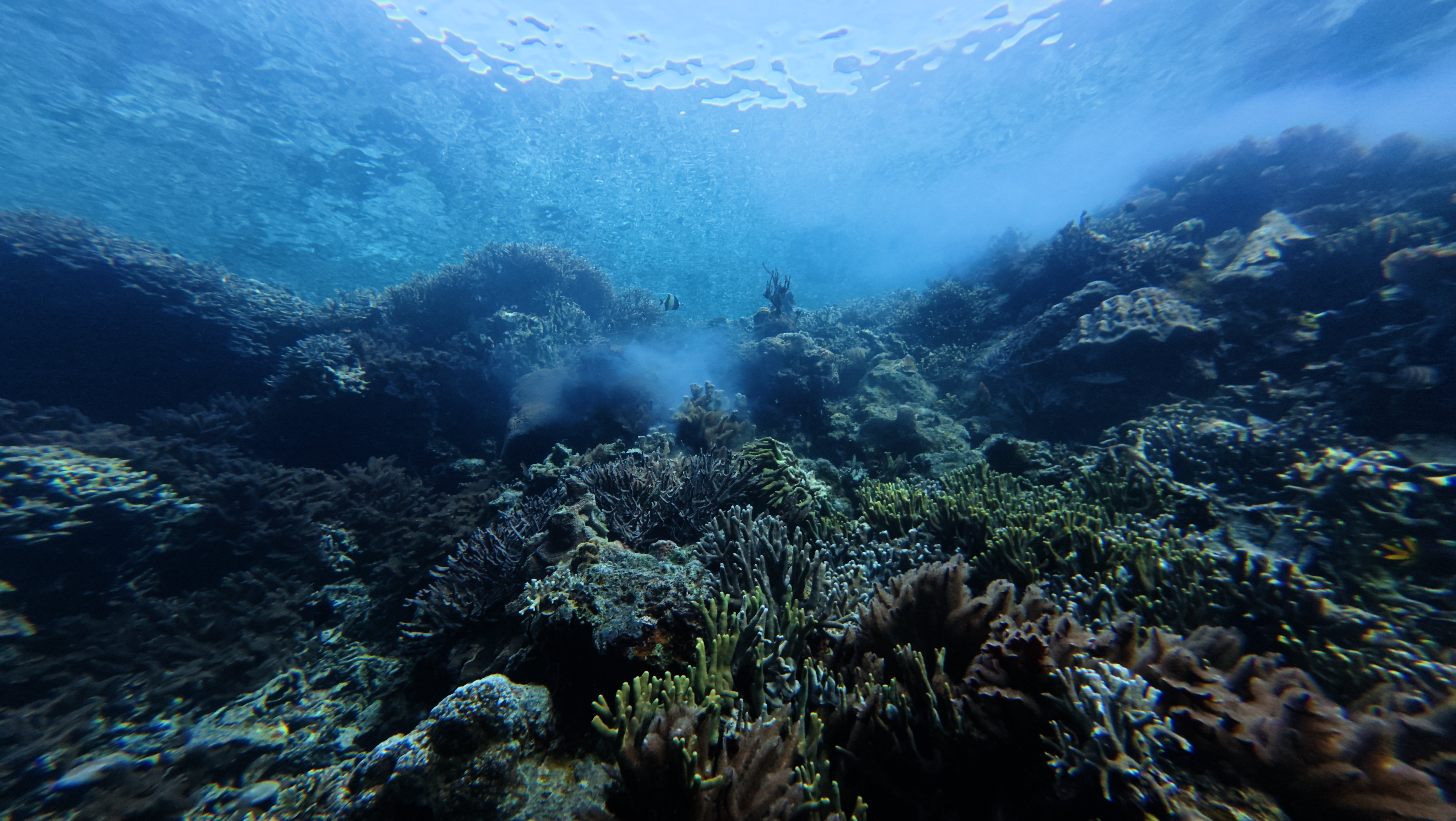 coral spawning event at dawn underwater