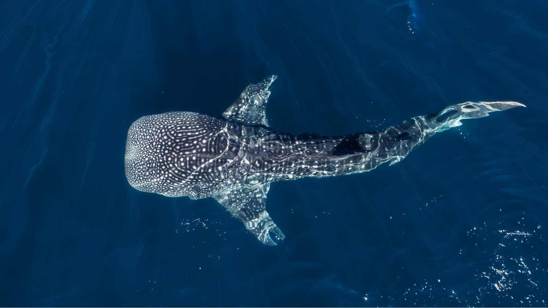 Madagascar Whale Shark Project