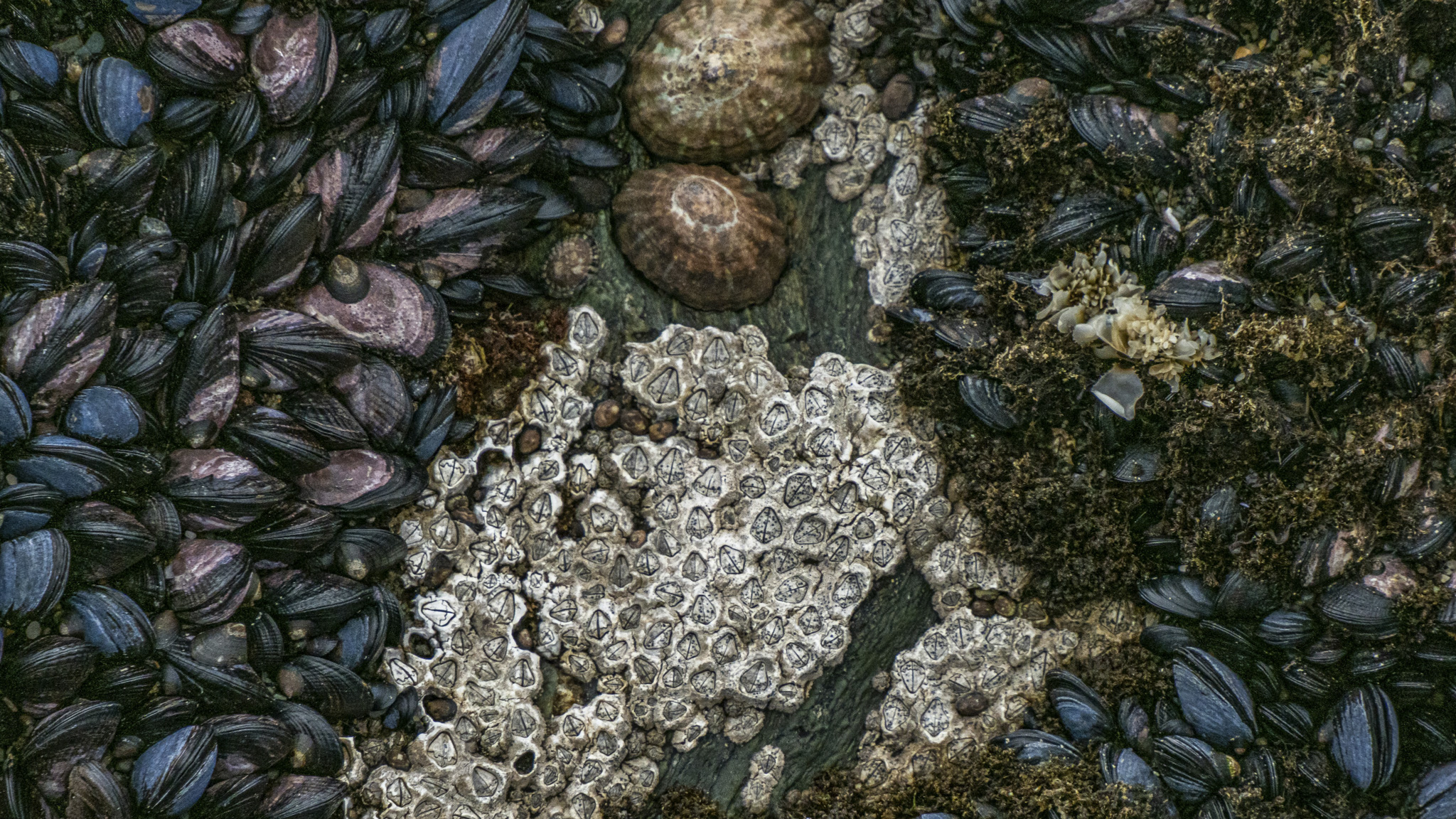 Sentinels of Change: What Intertidal Species Tell Us About the Climate