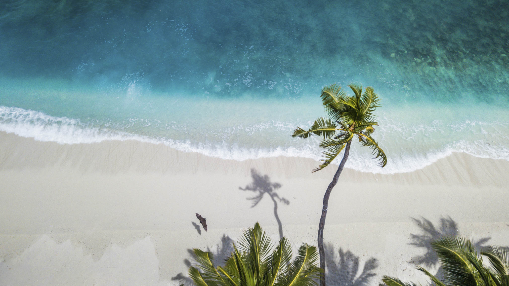 areal shot of palm trees on the beach with blue water