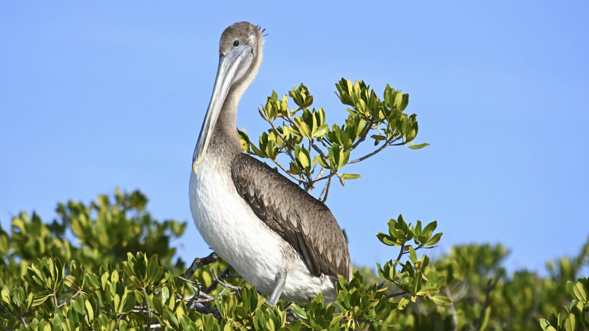 Life in the Lagoon: Exploring a Hidden Wonder in Southern Florida