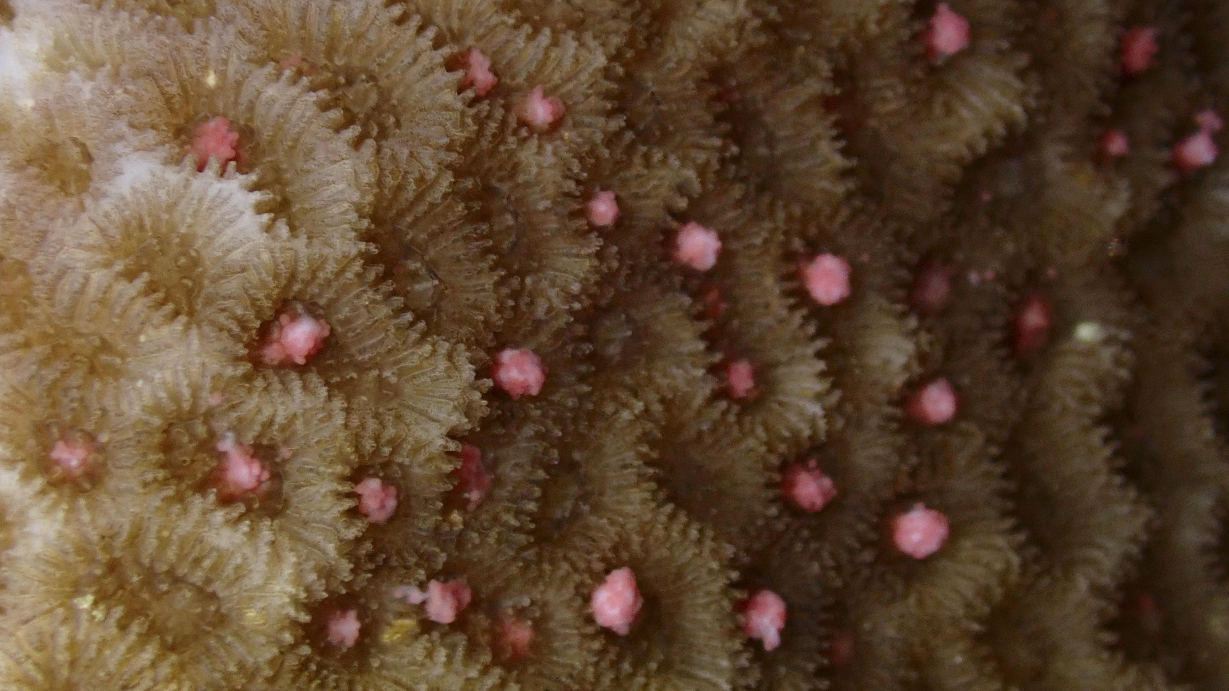 coral spawning close up