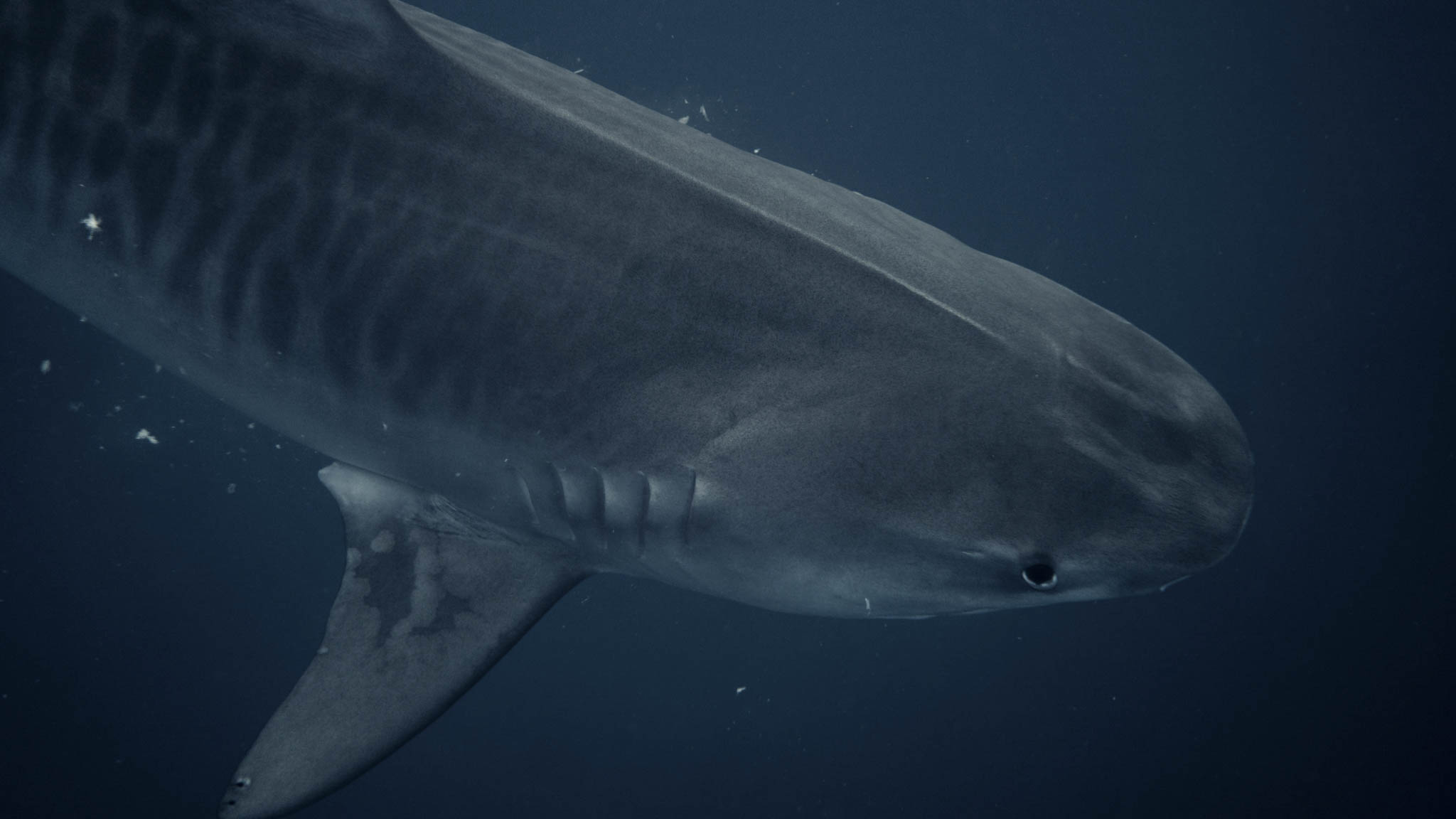 tigershark underwater